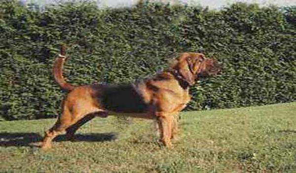 三角洲寻血猎犬外挂机制（三角洲寻血猎犬外挂会不会封号）